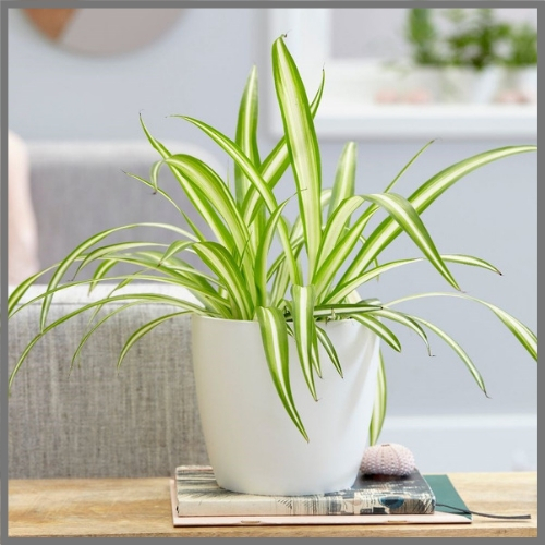 Spider Plant