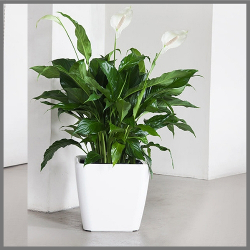 Peace Lily