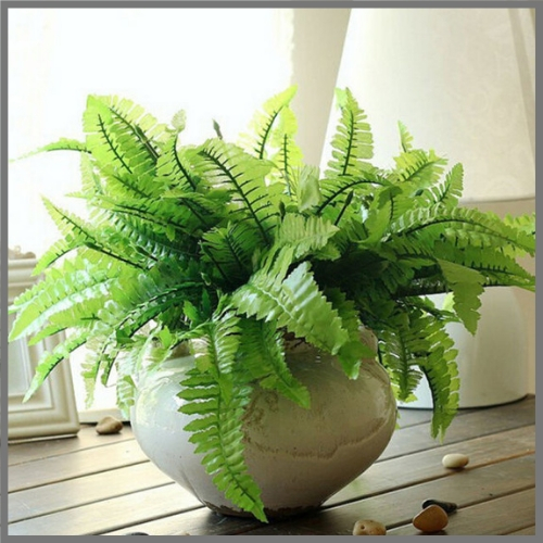 Boston Fern