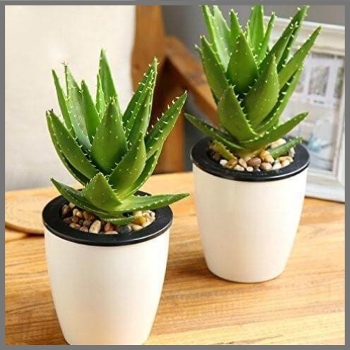 Aloe Vera