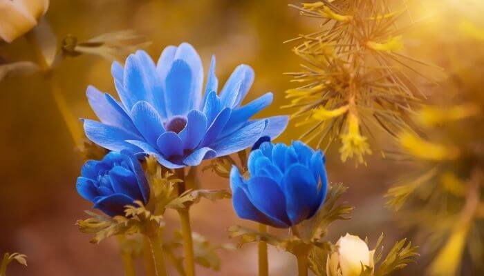 flowers for friends