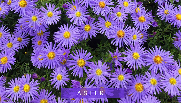 Aster Flowers