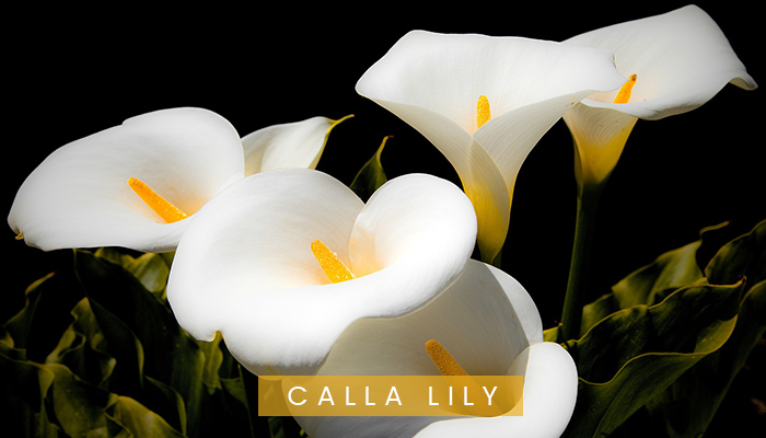 Calla Lily Flowers