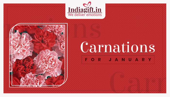 Carnations