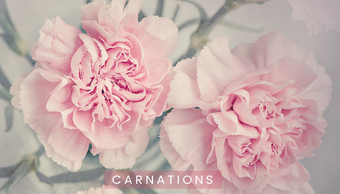 Carnations flowers