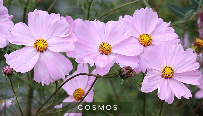 Cosmos flowers