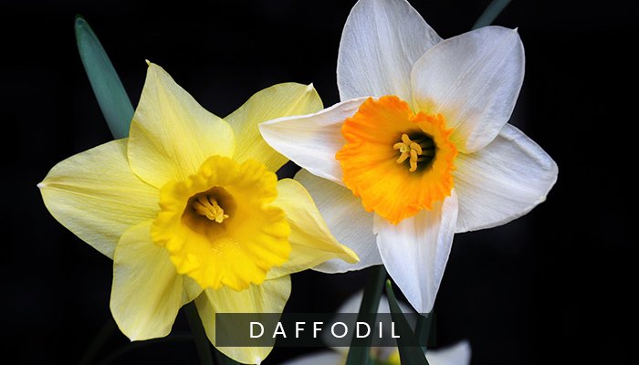 Dafodil Flowers
