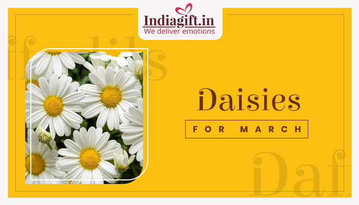 Daises