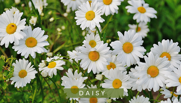 Daisy flowers