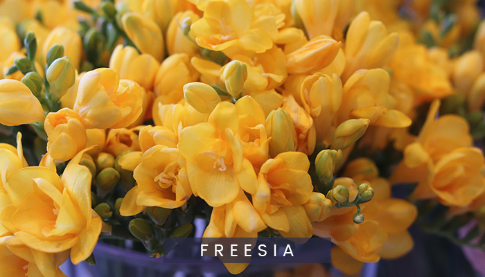 Freesia flowers
