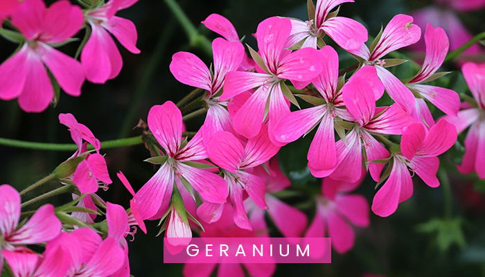 Geranium flowers