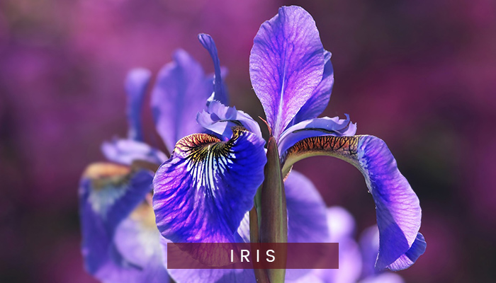 Iris flowers