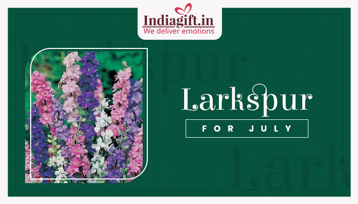 Larkspur