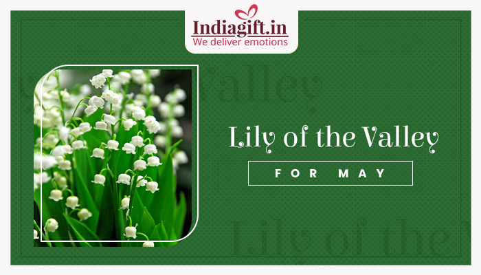 Lilly of the Valley