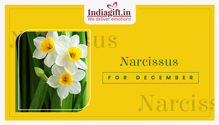 Narcissus