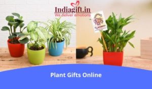 plants gifts online