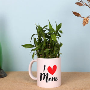 layer-lucky-bamboo-in-i-love-mom-mug