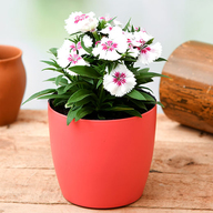 Indoor Plants with flowers