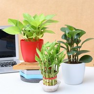 Indoor Plants Online