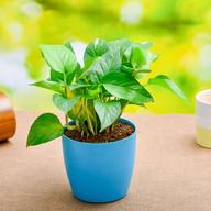 Indoor plants Online in India