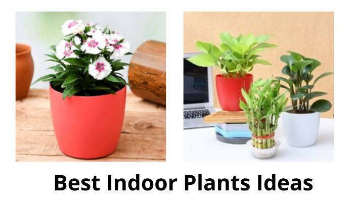 Best Indoor Plants Ideas
