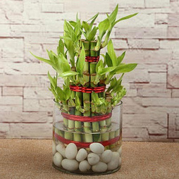 Lucky Bamboo Plant Triple Layer