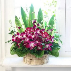 Orchids Flowers Basket