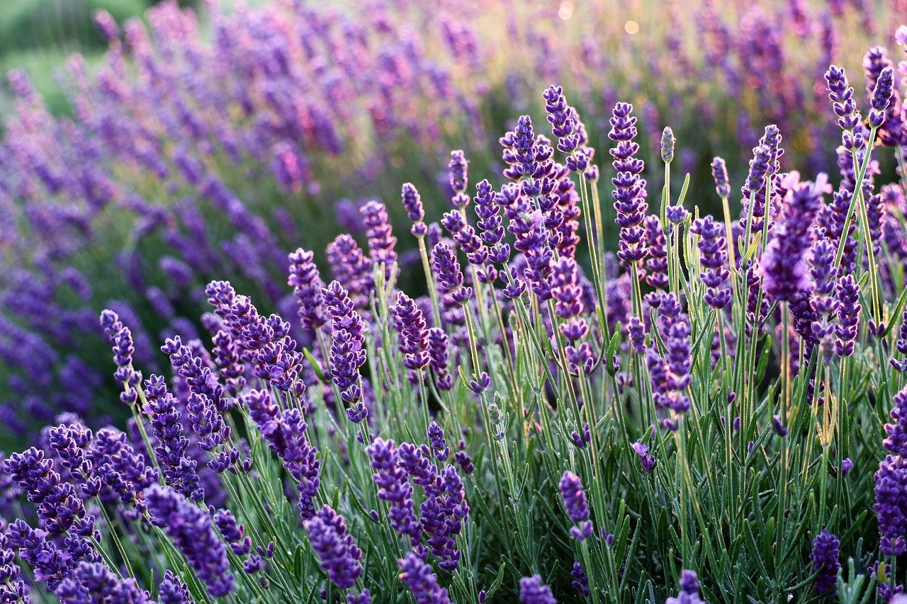 Lavender 