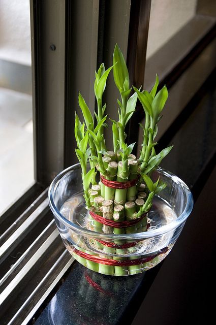 Christmas Plants