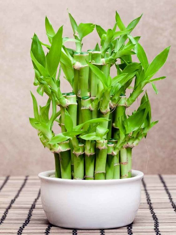 bamboo plant- Valentine Gifts