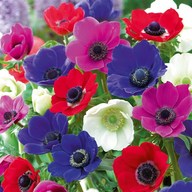 Anemone (Random Color) - Bulbs