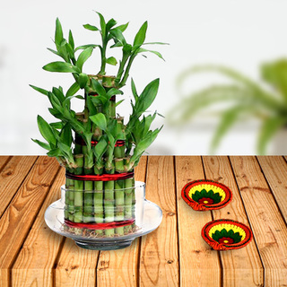 Lucky Bamboo Plant Triple Layer and Diyas