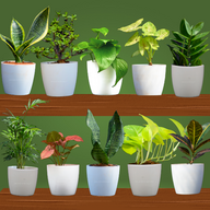 A Perfect Combo Pot Plants 