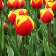 Tulip Jan Seignette (Yellow, Pink) - Bulbs