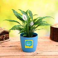 Peace Lily for Wonderful Day 