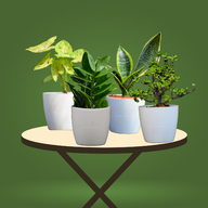 Nasa Recommended Air Purifying Combo Pot Plants 