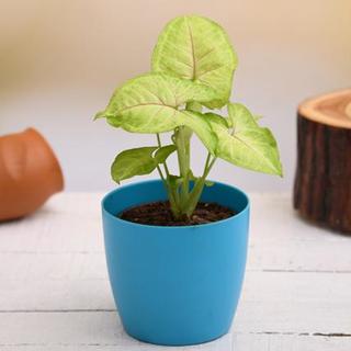 Syngonium Plant in a Colorful Pot