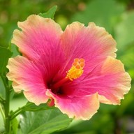 Hibiscus (Any Color) - Plant