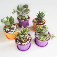 Easy Succulent Pack