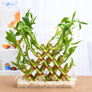 4 Layer Pyramid Lucky Bamboo