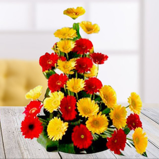 Twin Color Gerbera Arrangement