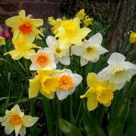 Daffodil (Random Color) - Bulbs