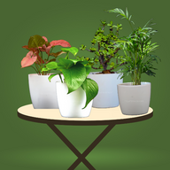 Beautiful Air Purifying Pot Plants