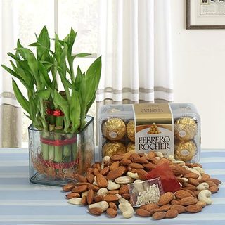 Dry Fruits and Lucky Bamboo With Chocolate