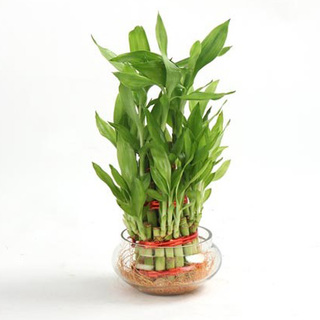 Lucky Bamboo Plant Double Layer