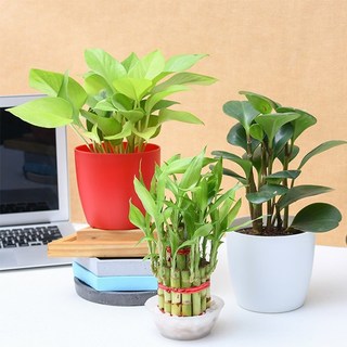Send Table Top Office Desk Plants For Gift Online In India At
