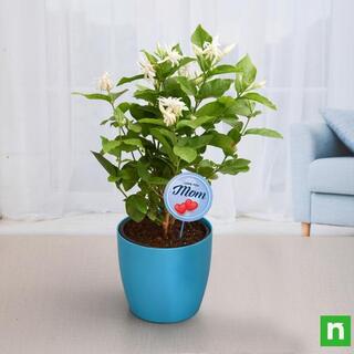 Fragrant Mogra Plant for Compassionate Mom