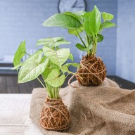 Elegant Moss Balls for Beautiful Surrounding - Kokedama