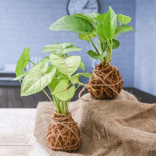 Elegant Moss Balls for Beautiful Surrounding - Kokedama