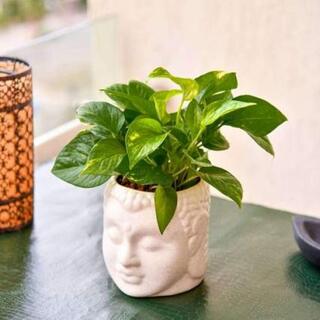 Bring Good Luck with Magnificent Money Plant and Ceramic Pot